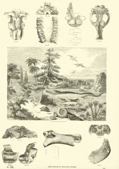 Seite aus dem Bildmuseum der belebten Natur von English School