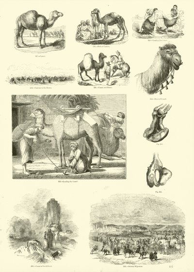 Seite aus dem Bildmuseum der belebten Natur von English School