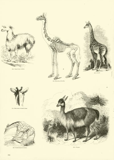 Seite aus dem Bildmuseum der belebten Natur von English School
