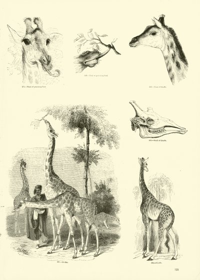 Seite aus dem Bildmuseum der belebten Natur von English School