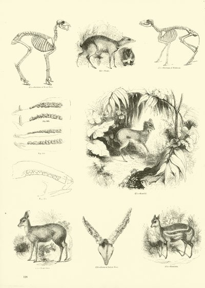 Seite aus dem Bildmuseum der belebten Natur von English School