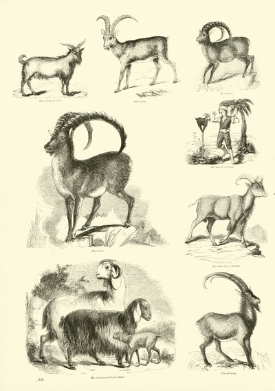 Seite aus dem Bildmuseum der belebten Natur von English School