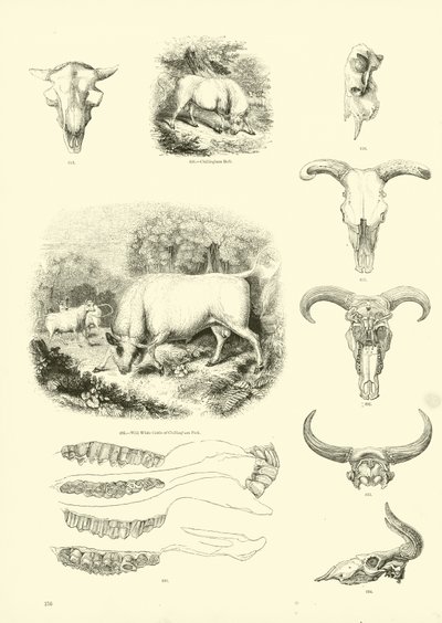 Seite aus dem Bildmuseum der belebten Natur von English School