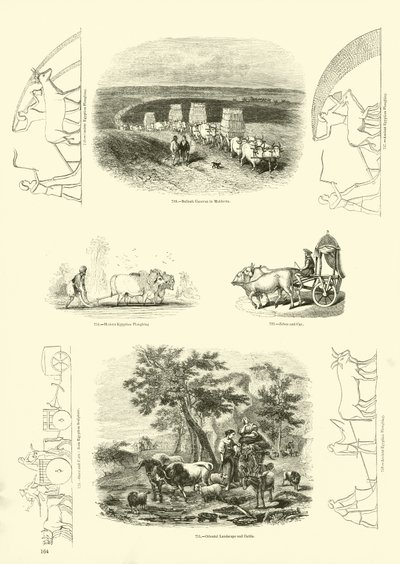 Seite aus dem Bildmuseum der belebten Natur von English School