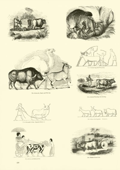 Seite aus dem Bildmuseum der belebten Natur von English School