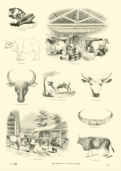 Seite aus dem Bildmuseum der belebten Natur von English School