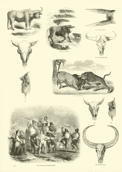 Seite aus dem Bildmuseum der belebten Natur von English School