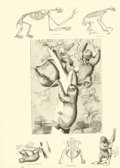 Seite aus dem Bildmuseum der belebten Natur von English School