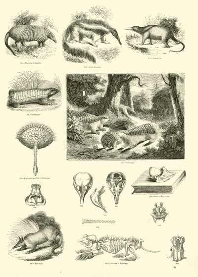 Seite aus dem Bildmuseum der belebten Natur von English School