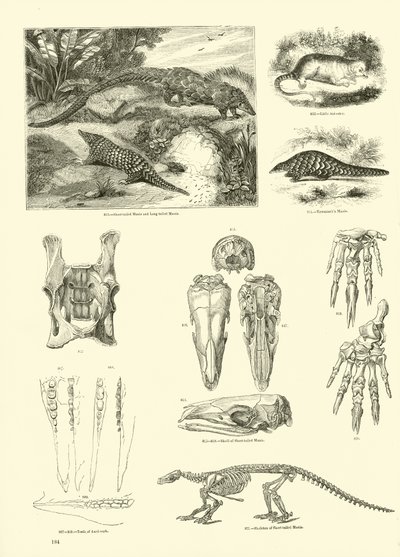 Seite aus dem Bildmuseum der belebten Natur von English School