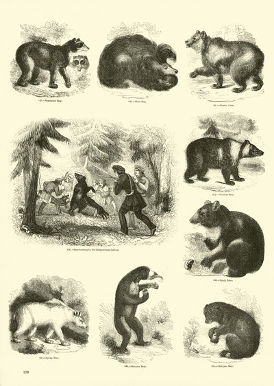 Seite aus dem Bildmuseum der belebten Natur von English School