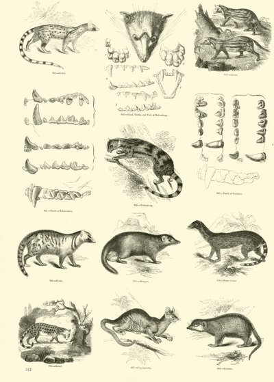 Seite aus dem Bildmuseum der belebten Natur von English School