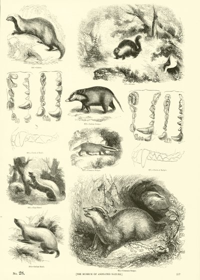 Seite aus dem Bildmuseum der belebten Natur von English School
