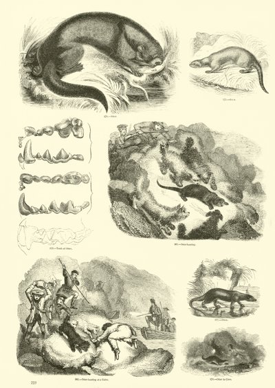 Seite aus dem Bildmuseum der belebten Natur von English School