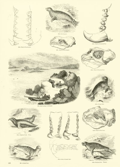 Seite aus dem Bildmuseum der belebten Natur von English School