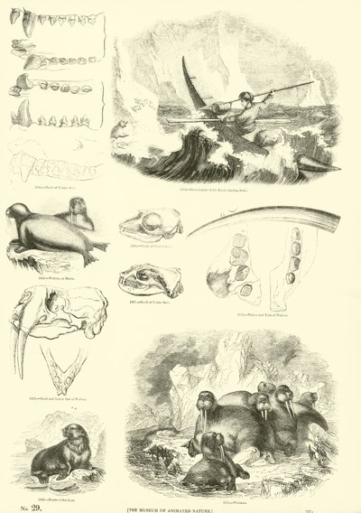 Seite aus dem Bildmuseum der belebten Natur von English School
