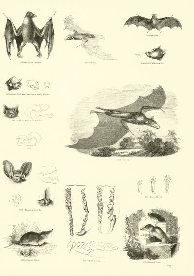 Seite aus dem Bildmuseum der belebten Natur von English School
