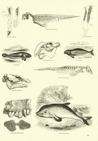 Seite aus dem Bildmuseum der belebten Natur von English School