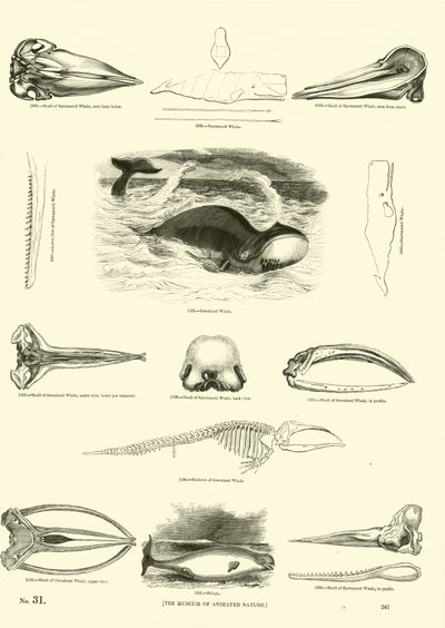 Seite aus dem Bildmuseum der belebten Natur von English School
