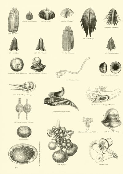 Seite aus dem Bildmuseum der belebten Natur von English School