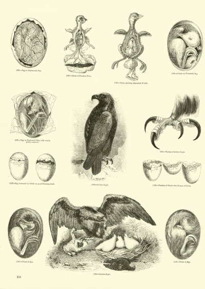 Seite aus dem Bildmuseum der belebten Natur von English School