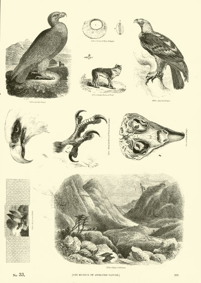 Seite aus dem Bildmuseum der belebten Natur von English School