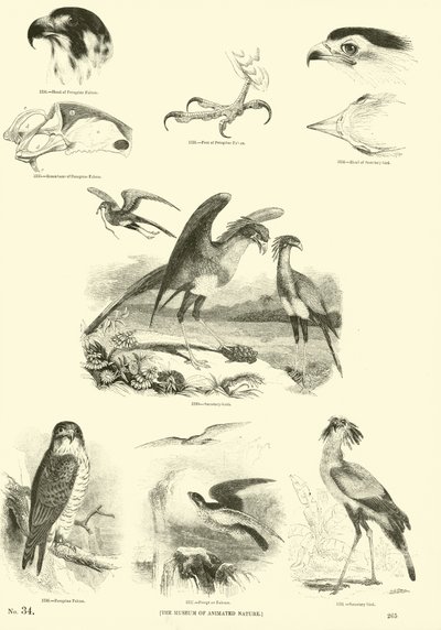 Seite aus dem Bildmuseum der belebten Natur von English School