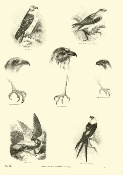 Seite aus dem Bildmuseum der belebten Natur von English School