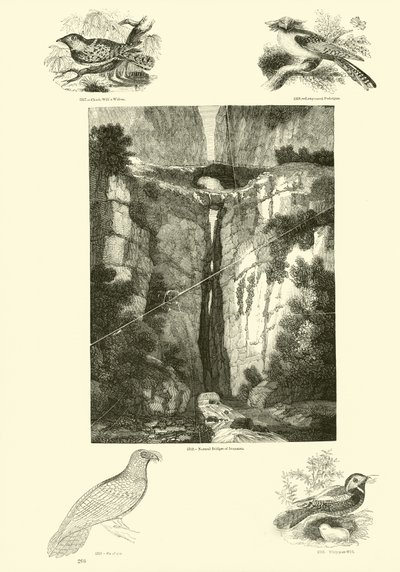 Seite aus dem Bildmuseum der belebten Natur von English School