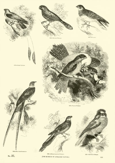 Seite aus dem Bildmuseum der belebten Natur von English School