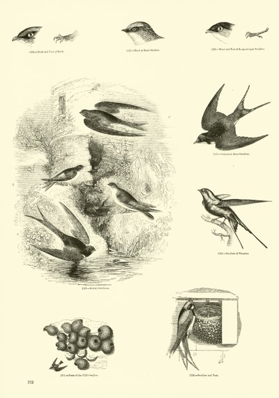 Seite aus dem Bildmuseum der belebten Natur von English School