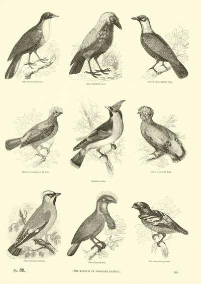 Seite aus dem Bildmuseum der belebten Natur von English School