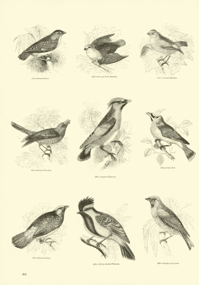 Seite aus dem Bildmuseum der belebten Natur von English School