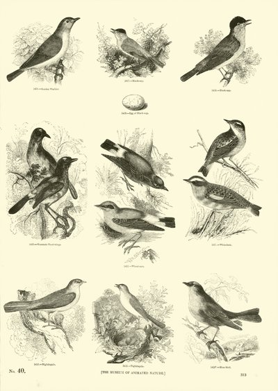 Seite aus dem Bildmuseum der belebten Natur von English School