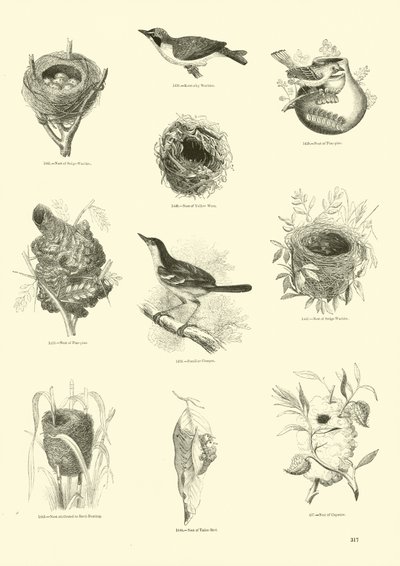 Seite aus dem Bildmuseum der belebten Natur von English School