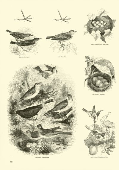 Seite aus dem Bildmuseum der belebten Natur von English School