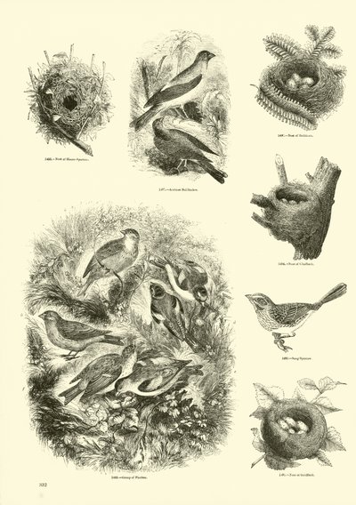 Seite aus dem Bildmuseum der belebten Natur von English School