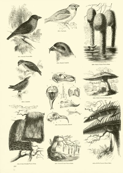Seite aus dem Bildmuseum der belebten Natur von English School
