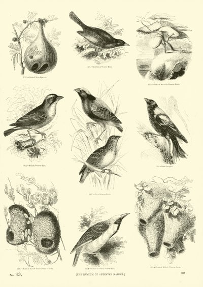 Seite aus dem Bildmuseum der belebten Natur von English School