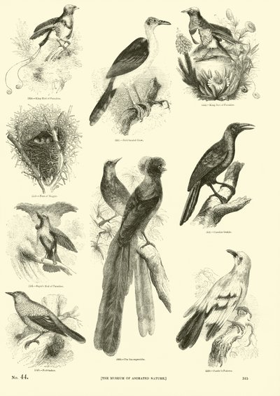Seite aus dem Bildmuseum der belebten Natur von English School