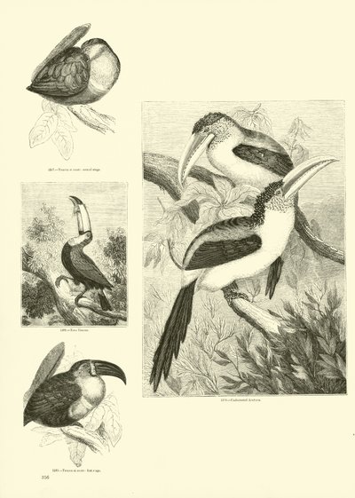 Seite aus dem Bildmuseum der belebten Natur von English School