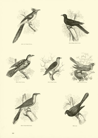 Seite aus dem Bildmuseum der belebten Natur von English School