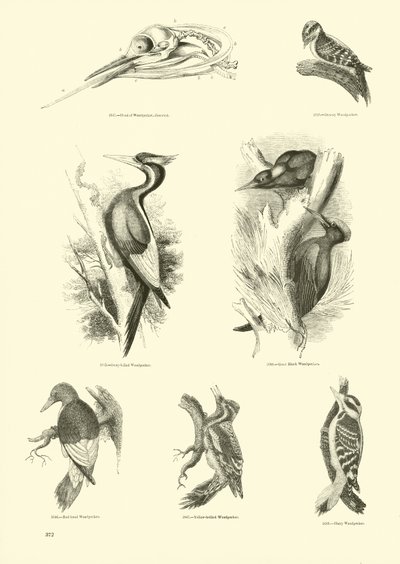Seite aus dem Bildmuseum der belebten Natur von English School