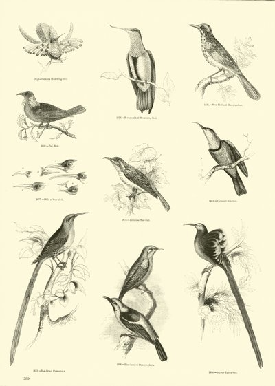 Seite aus dem Bildmuseum der belebten Natur von English School