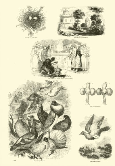 Seite aus dem Bildmuseum der belebten Natur von English School