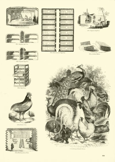 Seite aus dem Bildmuseum der belebten Natur von English School