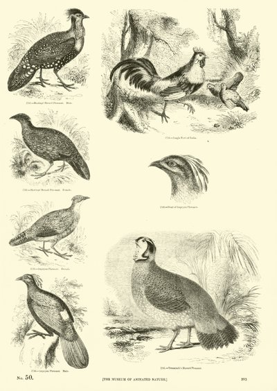 Seite aus dem Bildmuseum der belebten Natur von English School