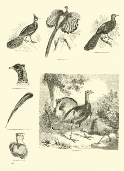 Seite aus dem Bildmuseum der belebten Natur von English School