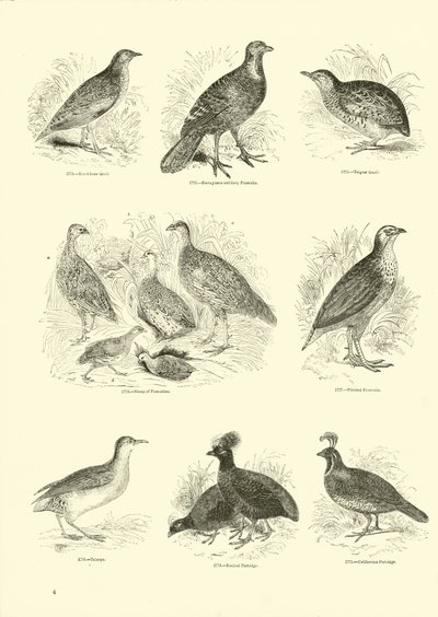 Seite aus dem Bildmuseum der belebten Natur von English School