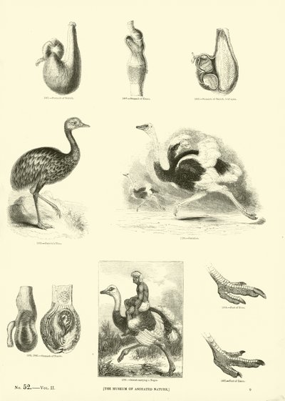 Seite aus dem Bildmuseum der belebten Natur von English School